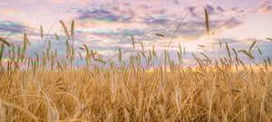 Beaumont Banner 2